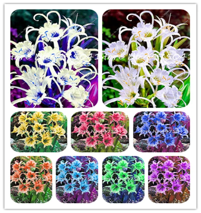 

100 Pcs Rainbow Spider Lily Bonsai Flower Cheap Perfume Lily Plantas Mixing Different Varieties Flower Bonsai Plant For Garden