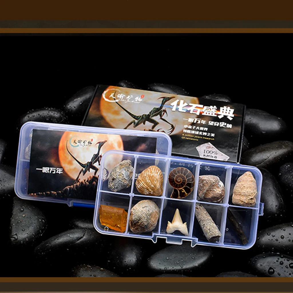 10pcs/set Natural Fossils Specimens Biology Science Kit with a Display Box, Kids Learning Toy Christmas Gift