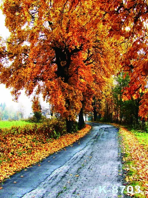 Arriere Plan De Photographie D Automne Arriere Plan De Photographie De Paysage De Foret Arriere Plan De Studio De Fleurs De Coeur Rouge Arriere Plan De Photographie De Mariage Aliexpress