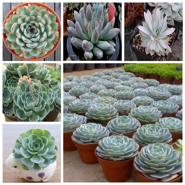 

New to the selling100 Pcs High Germinate plant Rare Succulent Plants plant Bonsai Free shipping Stone lotus bonsai