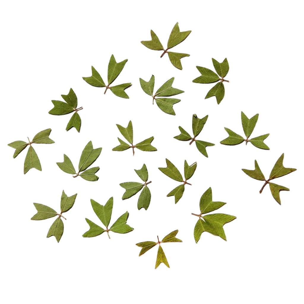 10x Pressed Real Dried Flower Dry Leaves for DIY Crafts Bookmark Card Making Home Wedding Party Decoration Supply