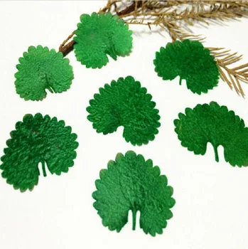

120pcs Pressed Dried Glechoma Longituba Leaf Leaves Plant Herbarium Jewelry Postcard Invitation Card Making Accessories