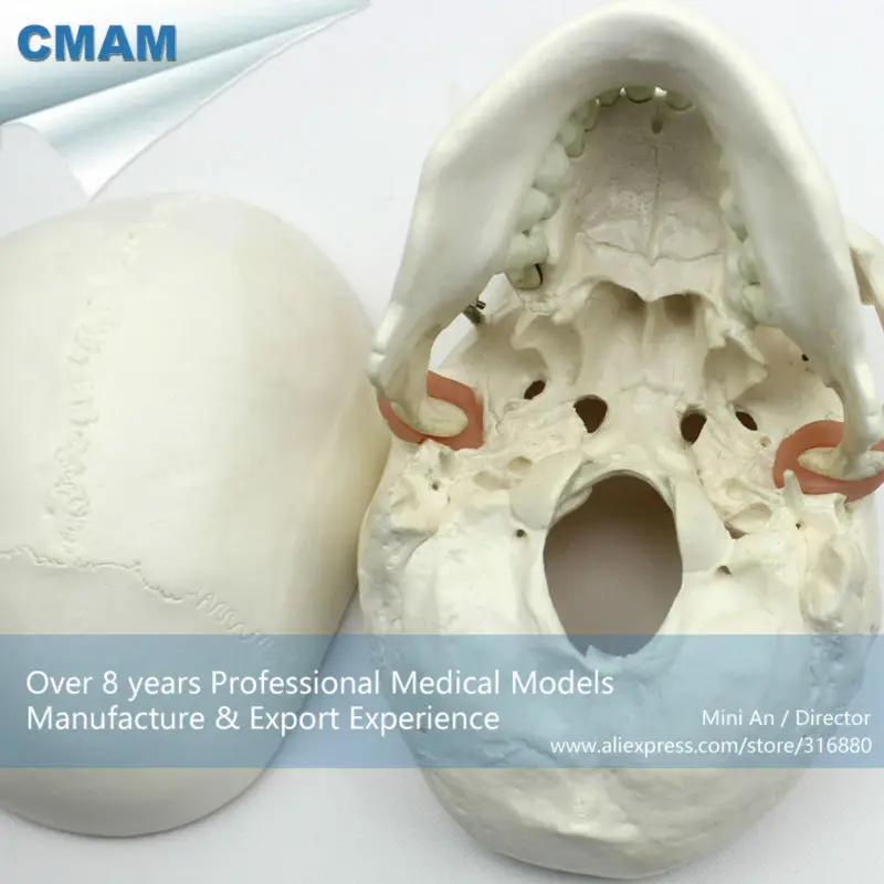 CMAM/12329 череп, европейская форма, пластиковый череп медицинский анатомический модель