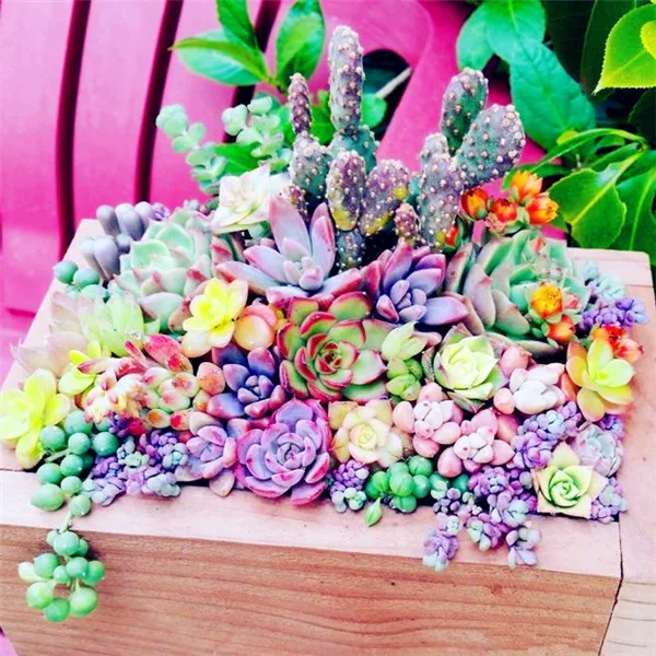 2000 pcs/ bag Exotic Mini Succulent Cactus Rare Succulent Perennial Herb Plants Bonsai Pot Flower Indoor for Garden Flore Pot 2000 pcs/ bag Exotic Mini Succulent Cactus Rare Succulent Perennial Herb Plants Bonsai Pot Flower Indoor for Garden Flore Pot