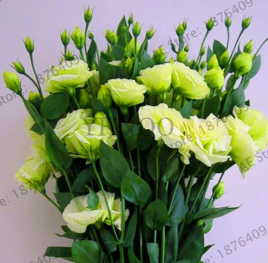 New Fresh Eustoma grandiflorum flores 200pcs Flowers plantas Lisianthus Home Garden Bonsai Plants Free shipping,#P8GKDF New Fresh Eustoma grandiflorum flores 200pcs Flowers plantas Lisianthus Home Garden Bonsai Plants Free shipping,#P8GKDF