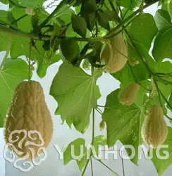 20 шт. вкусный Chayote бонсай растительные Сад бонсай высокого питания тыквы Happy Farm годовой полезные овощи растений