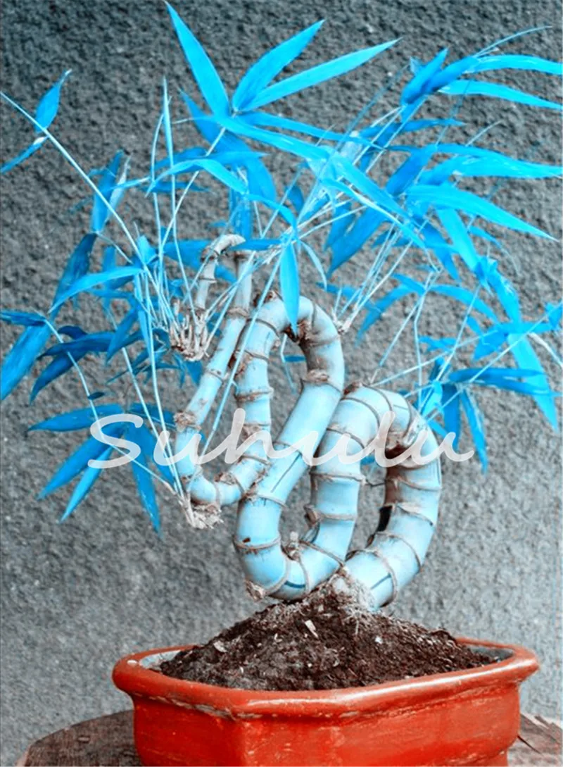 blue bamboo plants promotion-shop for promotional blue bamboo blue bamboo plants promotion-shop for promotional blue bamboo