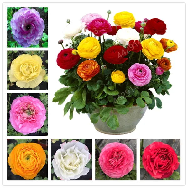 

Hot Sale 100 Pcs Ranunculus Asiaticus Flower For Home & Garden DIY Plants Persian Buttercup Flower Planta Free Shipping