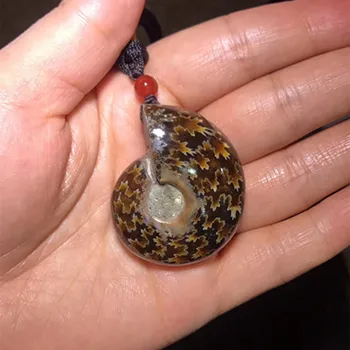 

Natural Ammonite Fossils Pendant conch Fossil Stone Crystal Pendant for gift