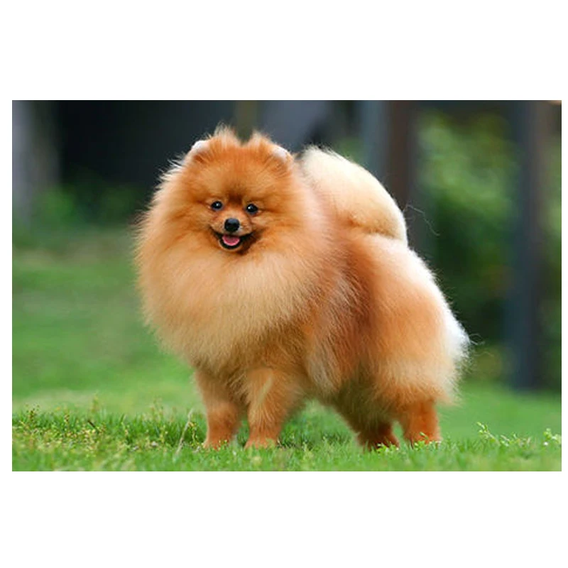 Pomeranian animal