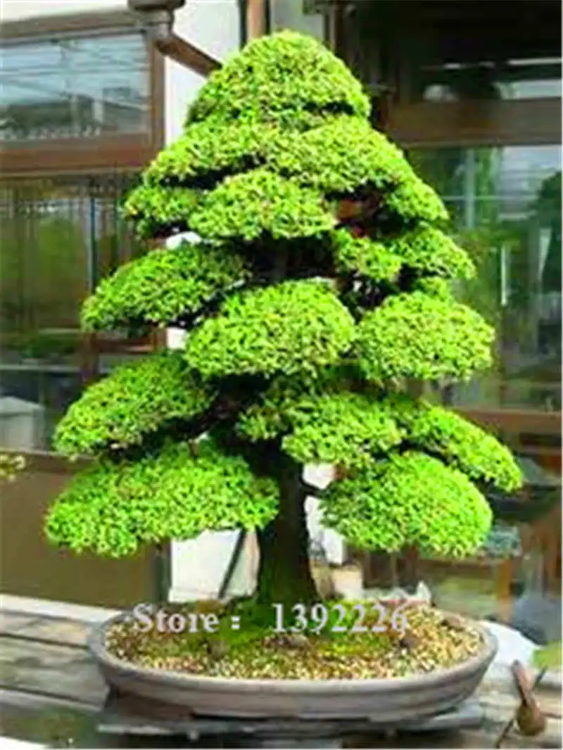 

Sacred Japanese Cedar Bonsai Plant Tree - 10 Semillas Bonsai Plant TreeFamily Garden Indoor And Outdoor Flower Plant.