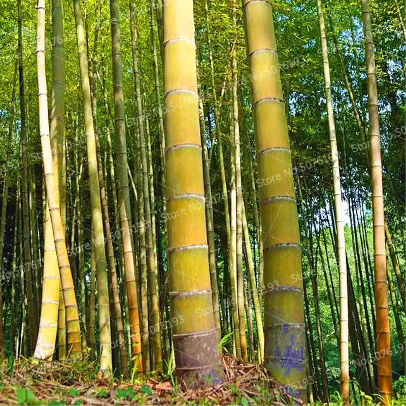 

20Pcs Giant Yellow Bamboo Plant Tree Rare Yellow Bamboo Tree Garden Flower Plant Family Garden Planting Garden Decoration