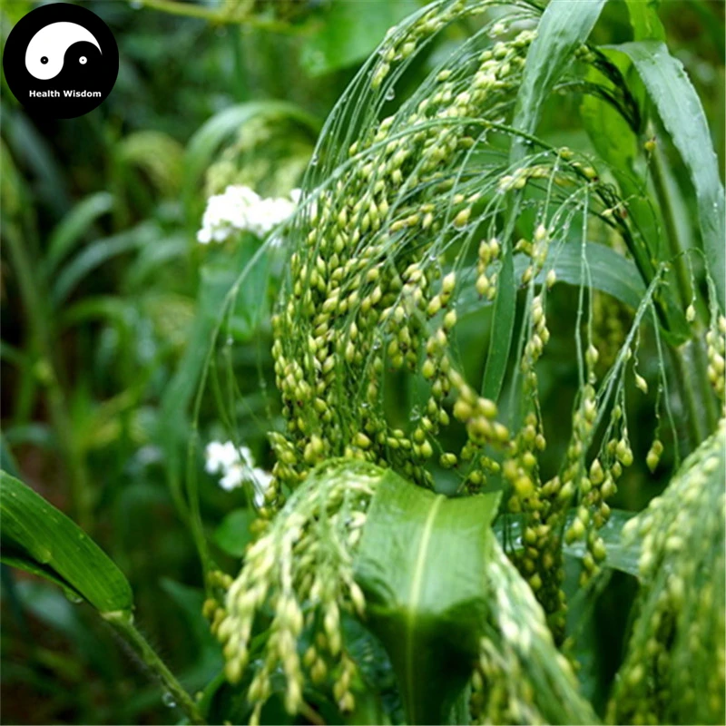 

Buy Yellow Fragrant Rice Semente 300pcs Plant Grain Oryza Sativa For Food Paddy