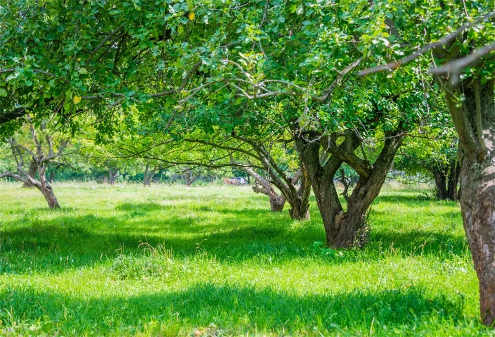 Laeacco пастбища Весна деревья солнце Outdoor Photography Фоны индивидуальные