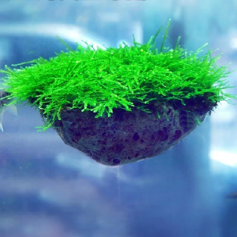 Avatar-Pumice-Stone-Aquarium-Decoration-Rock_5_800x800