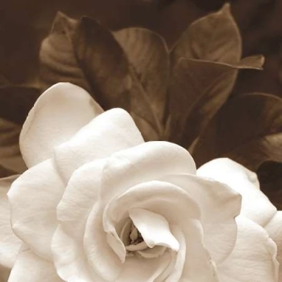 Gardenia Garden Poster Print by Rebecca Swanson (12 x 12)