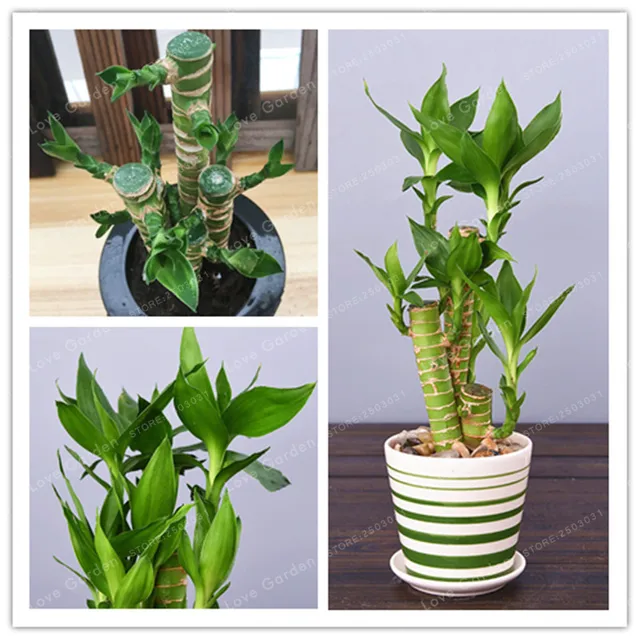 50 Pcs Pack Lotus Bamboo Bonsai Potted Balcony Lucky Plants 50 Pcs Pack Lotus Bamboo Bonsai Potted Balcony Lucky Plants Beautiful For Diy