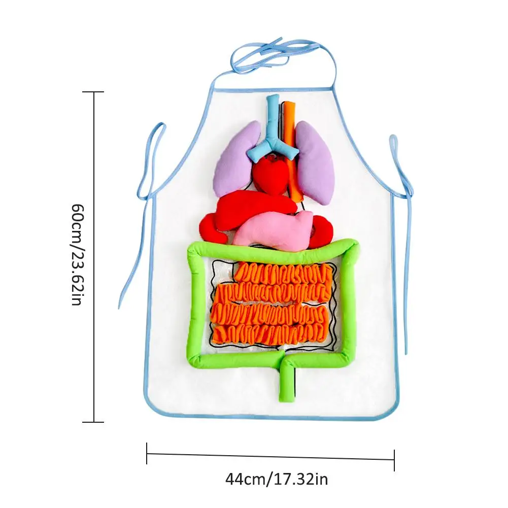  Simulation Human Body Apron Teaching Utensils Children Puzzle Enlightenment Apron Early Education T - 33046031437