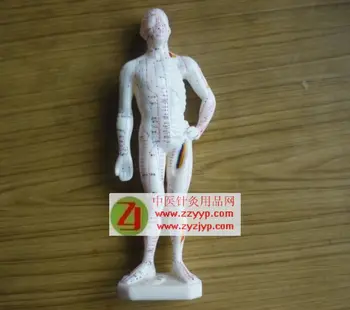 

free shipping Acupuncture point model with English Acupuncture code for people learn acupuncture and moxibustion 26cm