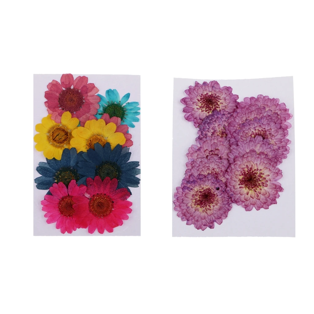 20pc Pressed Dried Flowers Real Chrysanthemum for DIY Scrapbooking Art Craft