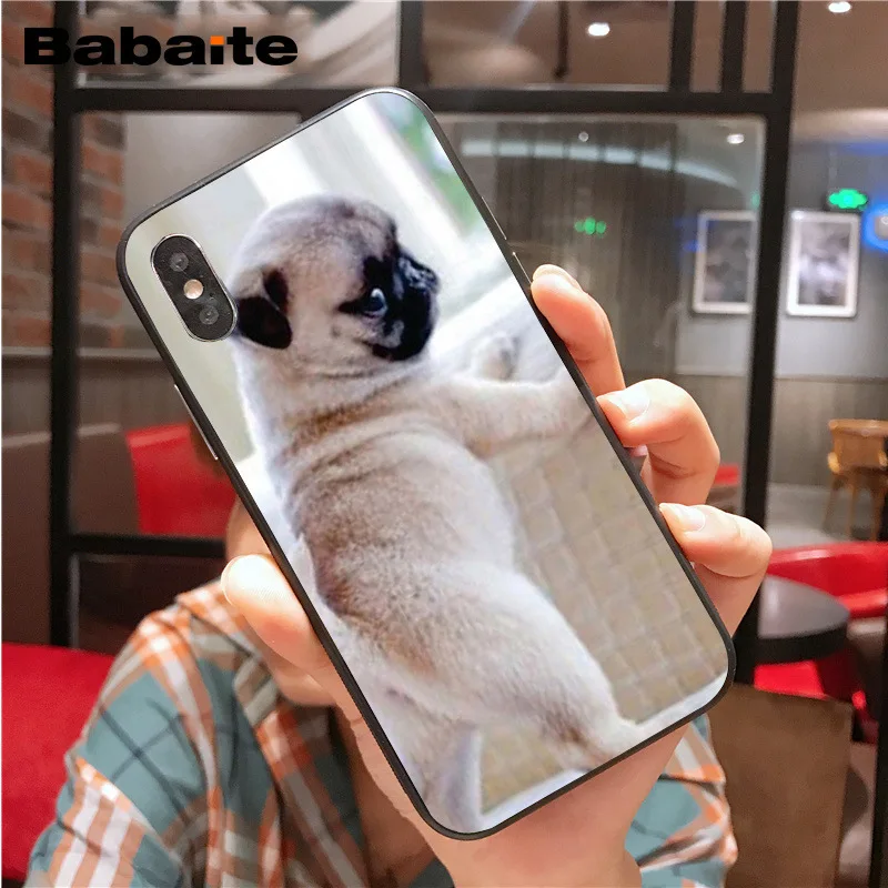 Cute lovely pug dogs animals