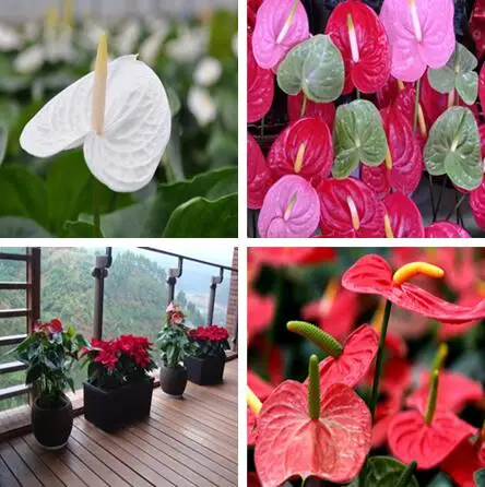 

Big Sale! 100Pcs Rare Mixed Color Anthurium Bonsai Indoor Plant Bonsai Flower Plant DIY Balcony Flower Pots For The Garden Home