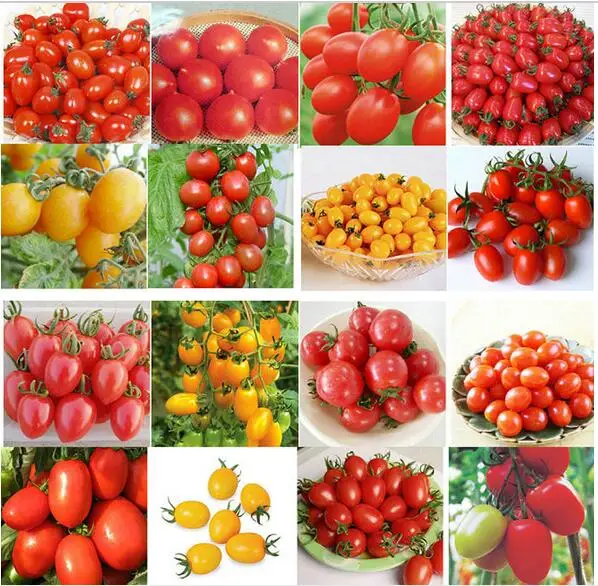 

1600pc 16 kinds each 100pc Tomoto Purple Black Red Yellow Green Cherry Peach Pear Tomato Organic Food for Garden