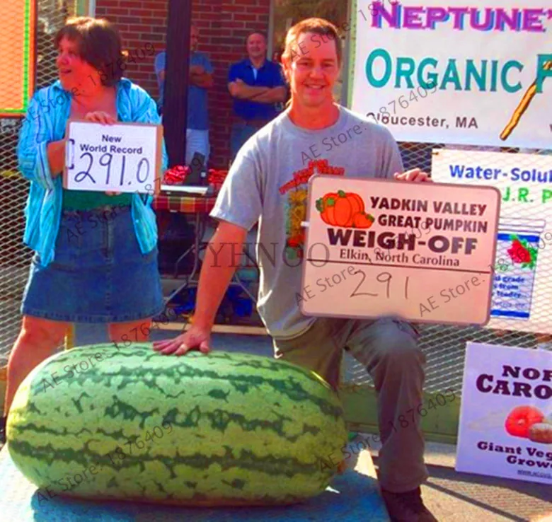 Big Promotion!Giant Watermelon bonsai 50pcs Fruit flores Vegetable Interest Easy to plant For Garden & Farm Family Plant,#S7