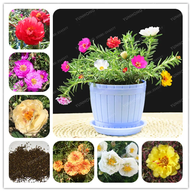 

100 PCS/Bag Portulaca Grandiflora Bonsai Heat Tolerant Easy To Grow Bonsai Flower Bonsai For Home Garden Potted Plants