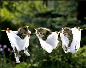 

MHD Diy 5d diamonds embroidery round diamonds painting cross stitch 3 kittens pictures diamond mosaic kit home decor