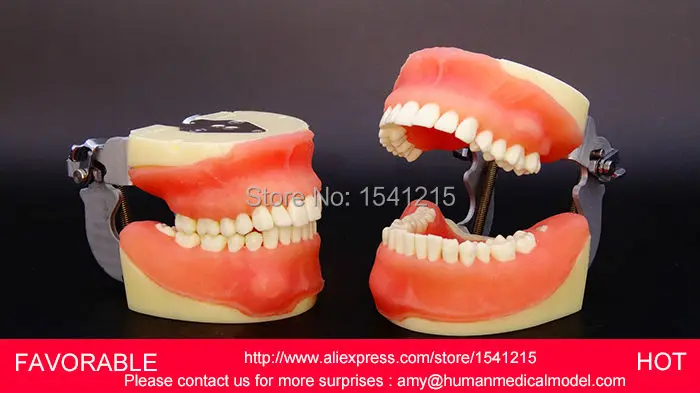 

DENTAL TEETH MODEL 2017,DORAL CARE MODEL BRUSHING GUIDANCE MODEL TOOTH MODEL,COMPREHENSIVE SURGICAL DENTAL MODEL-GASEN-DEN0013