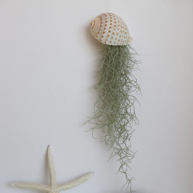 

Free Shipping(1 sets/lot)Natural Shell&Air Plant Lazy Soilless Plant Creative Potted plant Home&Coastal Decor
