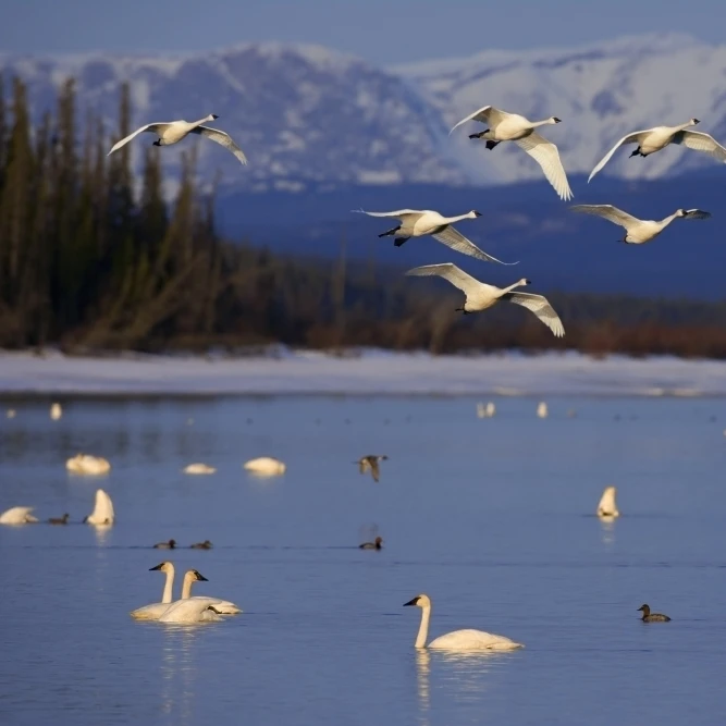 Trumpeter & Tundra Swans Rest @ Marsh Lake On Spring Migration North Through Yukon Territory Canada Composite (17 x 11)