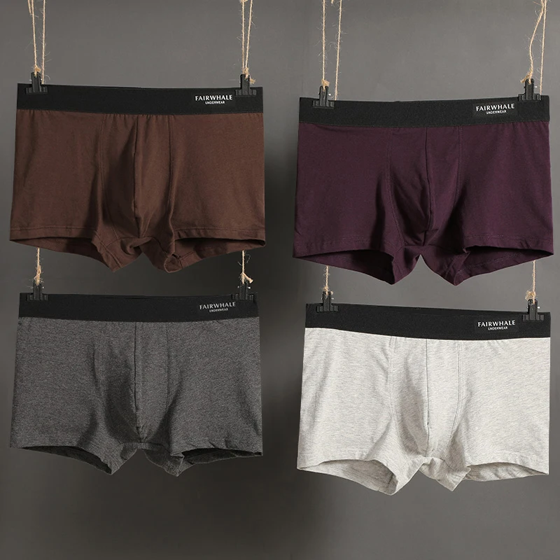 boxer (5)