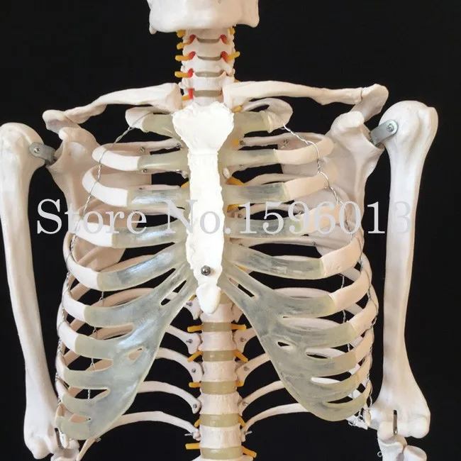 Горячая модель скелета в натуральную величину высотой 180 см, модель скелета человека