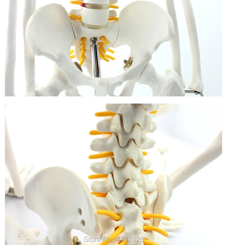 ENOVO 85 см человек. Скелет спинного нерва модель медицинская Йога Фитнес Обучение Модель кости