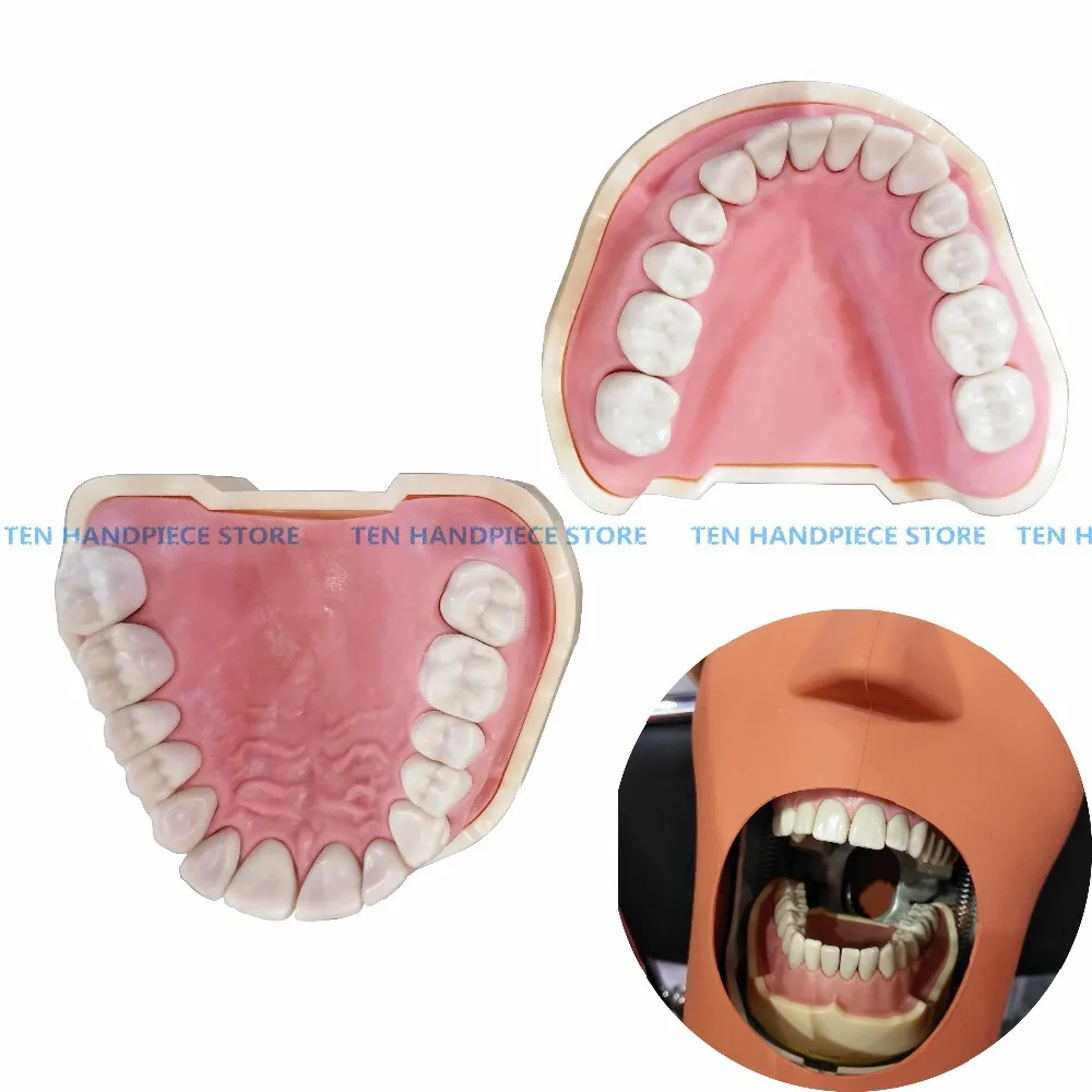 Стоматологическая мягкая для зуб и десен модель Съемная 28 шт./32 шт. зубы NISSIN 200 KAVO голова модель совместимая зубной обучения
