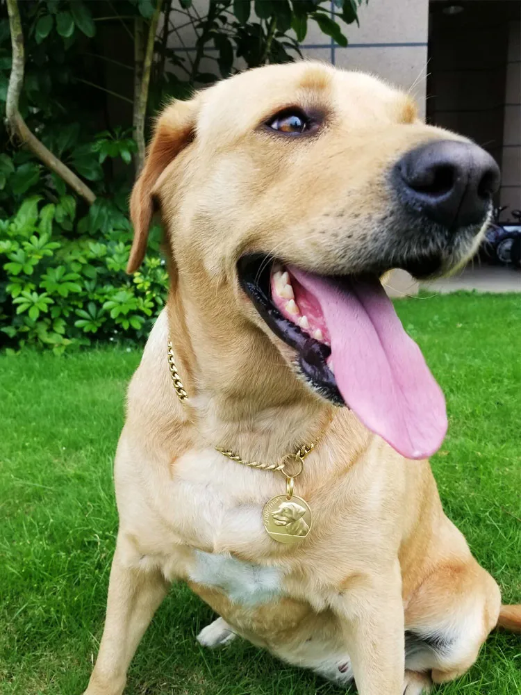 

Golden Pure Copper Dog Chain Tag Listing Necklace Pet Supplies Mighty