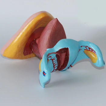 

internal and external genitalia Anatomical model Uterine Ovarian vaginal model