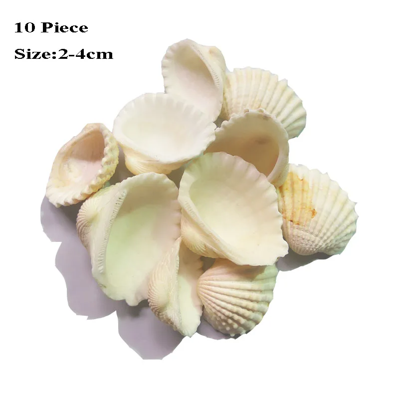 Jangostor 100pcs Sea Shells Mixed Ocean Beach Seashells Natural