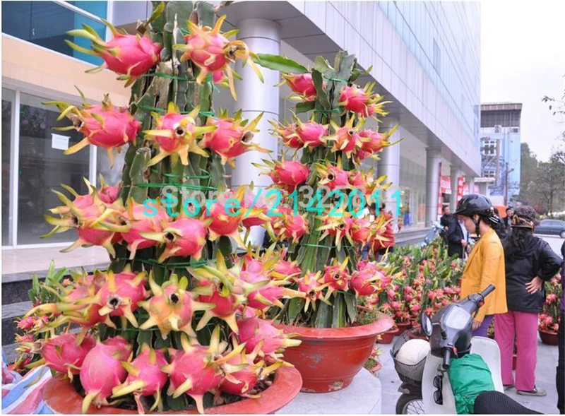

200 dragon fruit,pitaya fruit,Organic heirloom fruit and vegetable bonsai for home garden