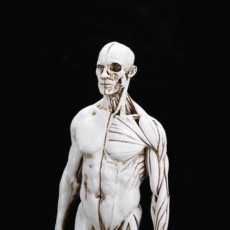 Рисование жизни в художественной студии Моделирование Мужской скелет всего тела мышечная структура натюрморт эскиз обучающая модель RTSM101