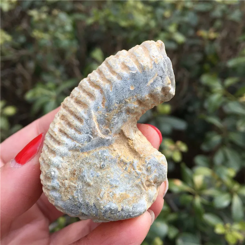 

Rare Natural Fossil Specimen Stone Fossil Nice Gift For Stone Collection Healing Reiki Stone Energy Stone
