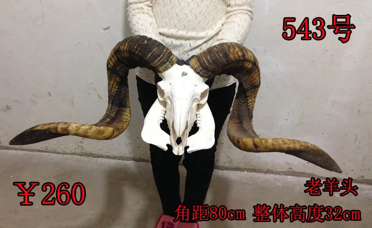 Голова искусство ремесла прямых производителей действительно тибетская овца череп ремесла украшения Тибета яка овца корова - Цвет: Бежево-белый