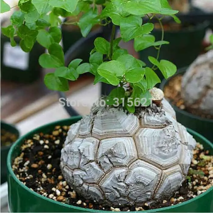 Online Buy Wholesale garden bench table from China garden