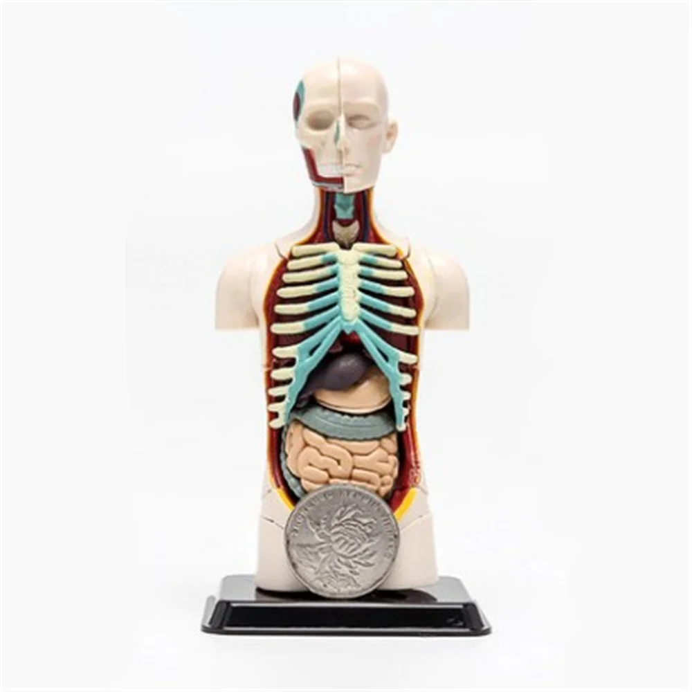 3D Mine Child Science Toy Human Anatomy model Human torso Assembly Model Visceral Anatomical Model-in Educational Equipment from Office & School Supplies on ...