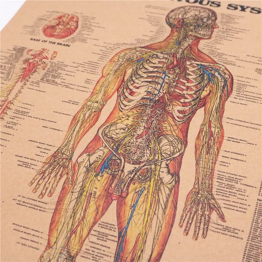 Человеческого тела нервную систему взаимодействовать с скелетная система изображение Винтаж крафт Бумага постер 42x30 см FRD014