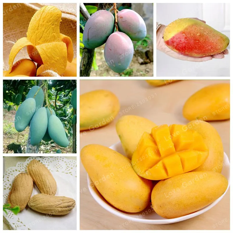 

2 Pcs/Bag Mango Bonsai Mini Mango Tree Bonsai Tree Bonsai Organic Heirloom Fruit Bonsai Pot Plant For Home Garden