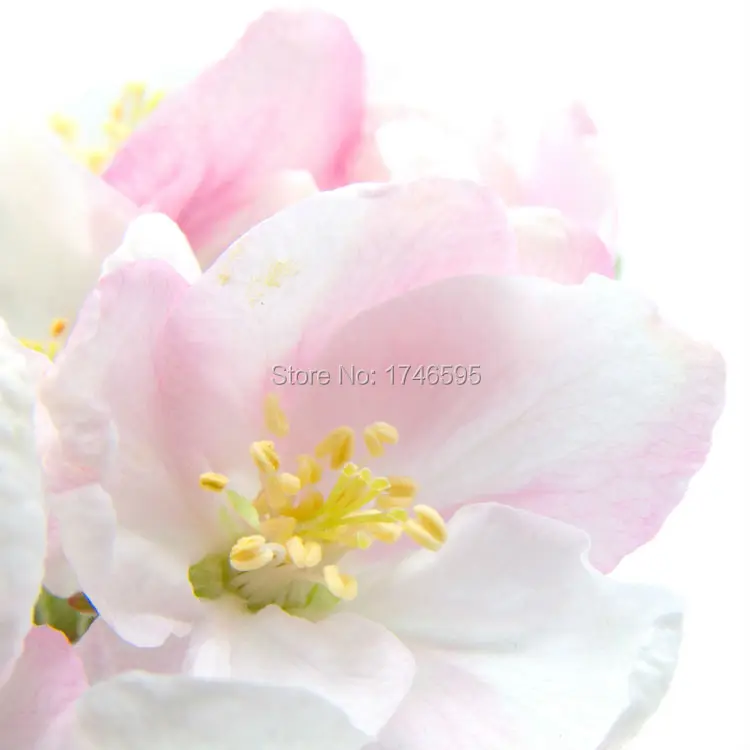 flowers-1