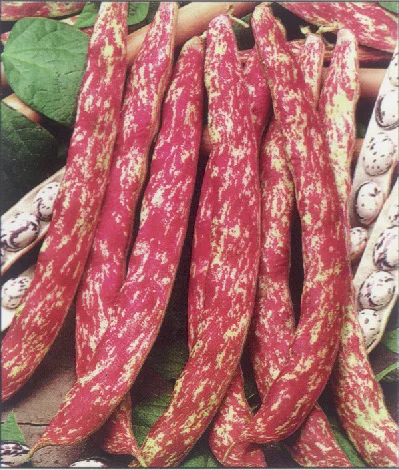 

Rainbow bean 5pcs base dedicated to organic vegetable bonsais